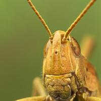 Common Field Grasshopper 6 